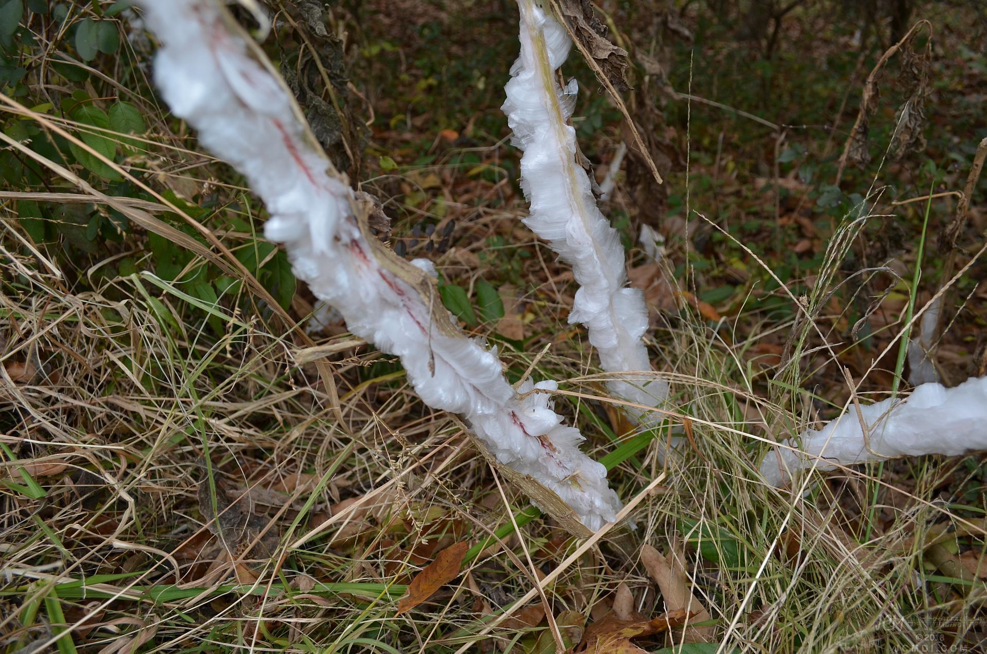 Ice flowers (freezing water slowly-oozed from plant stems, TN)